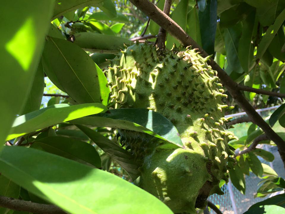 6 Local Fruits to Enjoy during Summer in Belize-Soursop