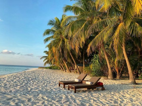 Brown wooden benches on a beach near palms. 