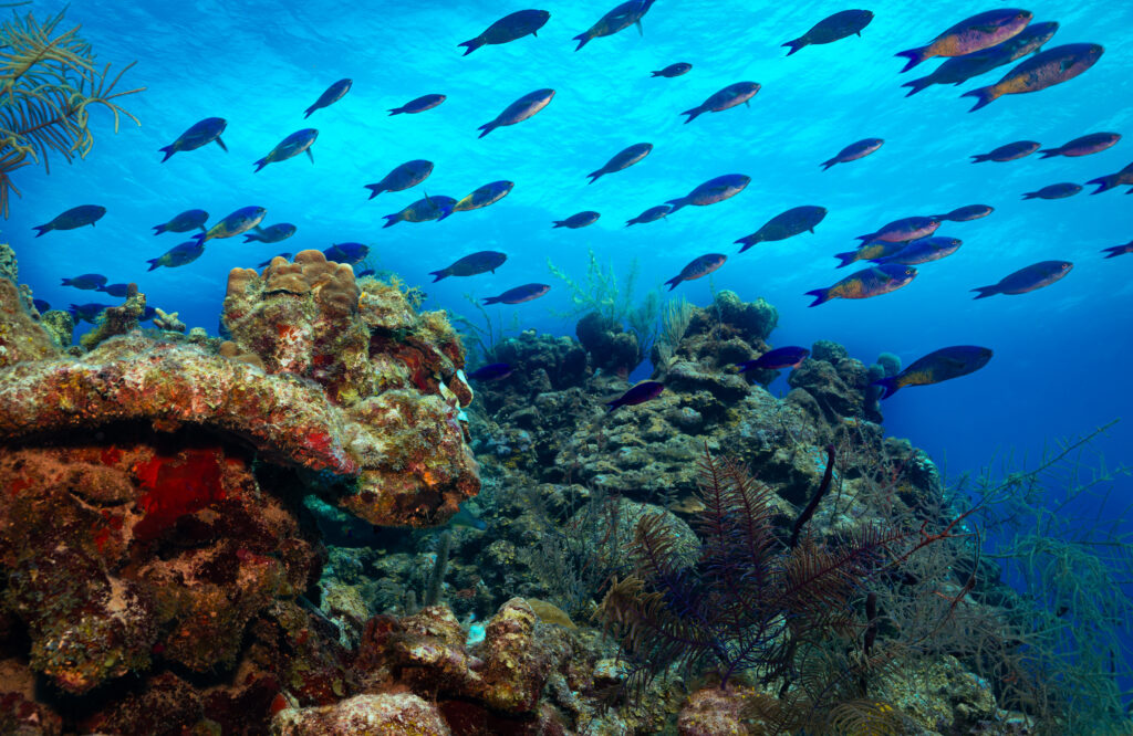 Dive into the Wonders of Belize - Glover's Reef Atoll