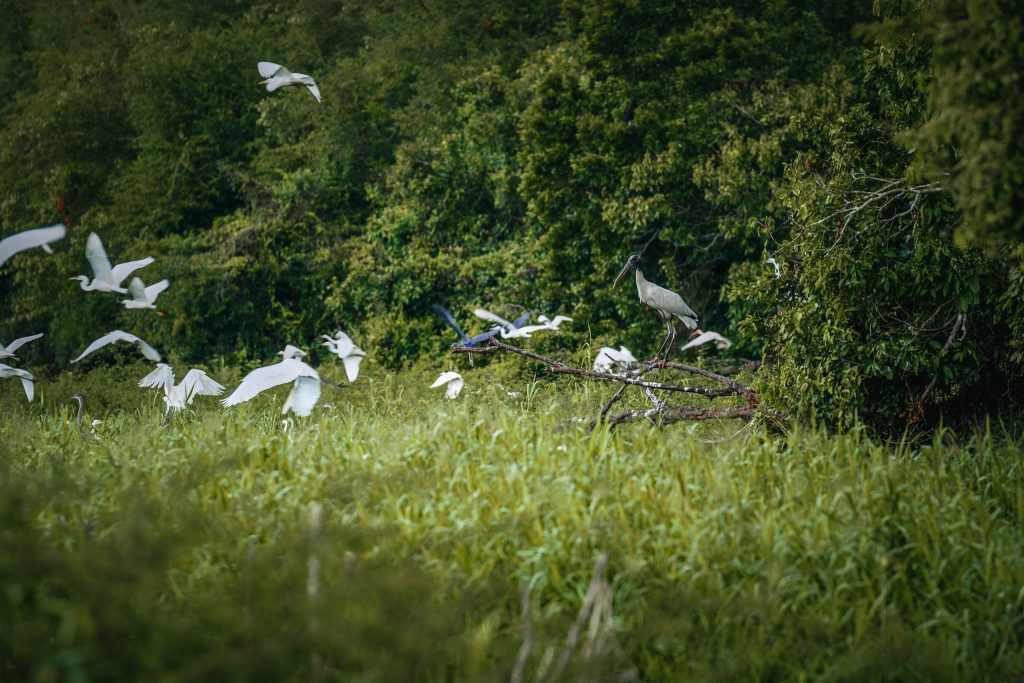 Crooked Tree Wildlife Sanctuary - Explore Belize City Rural