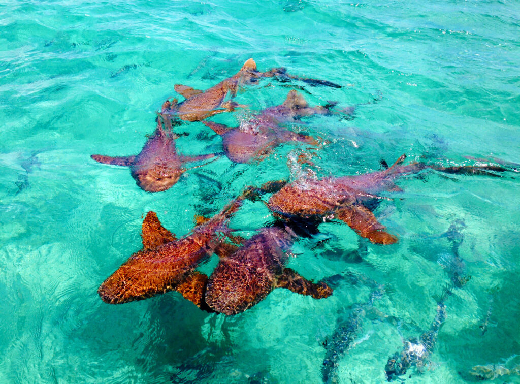 Girls' Trip to San Pedro - Shark Ray Alley