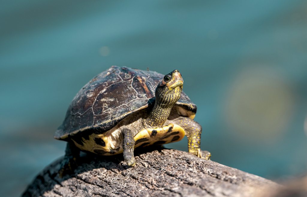 Grenada Turtles